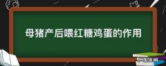 母猪产后吃红糖和鸡蛋吗 母猪产后喂红糖鸡蛋的作用
