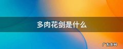 多肉花剑是什么 多肉花剑是啥