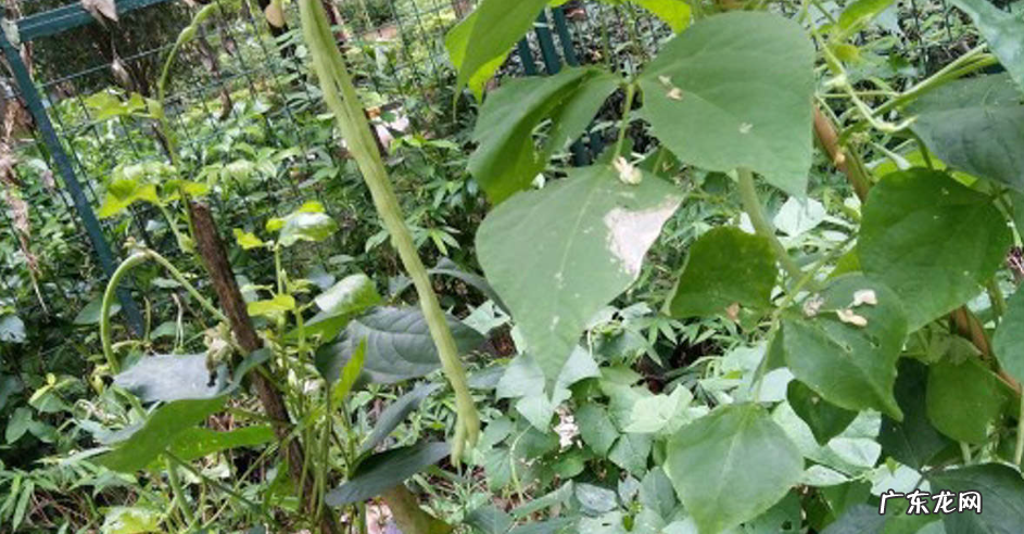 春天时间适合种什么菜