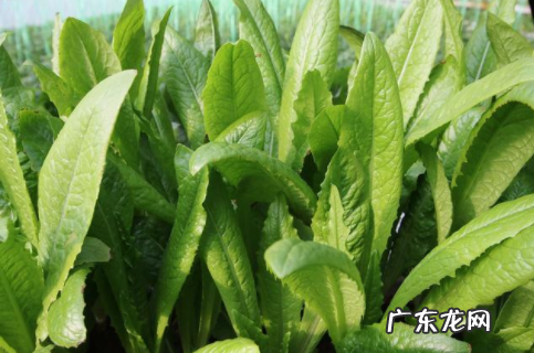 春天时间适合种什么菜