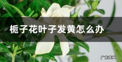 栀子花叶子发黄怎么处理