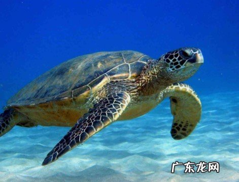 乌龟冬眠到几月开始吃东西