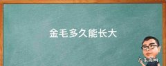 金毛一般几个月能长大 金毛多久能长大