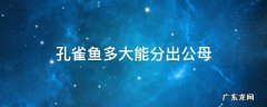 孔雀鱼多大才能分出公母 孔雀鱼多大能分出公母