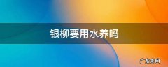 银柳要用水养吗 银柳要不要养水