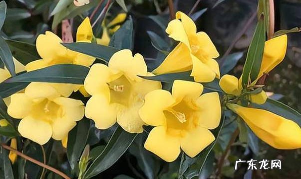 水仙花 不能随意种植的剧毒花是什么