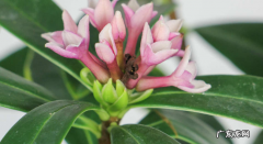 瑞香花的养殖方法和注意事项