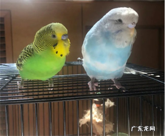 虎皮鹦鹉踩背成功有怎么样的表现