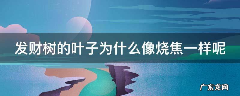 发财树的叶子为什么像烧焦一样呢怎么回事 发财树的叶子为什么像烧焦一样呢