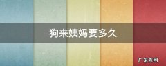 狗来姨妈得多久 狗来姨妈要多久