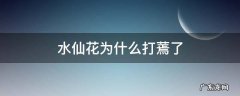 水仙花为什么打蔫了 水仙花的花骨朵发蔫
