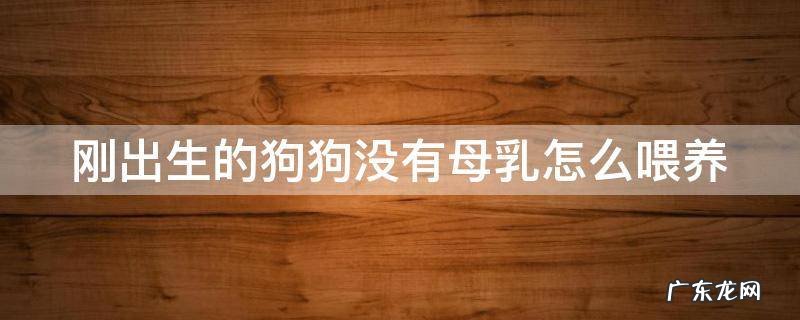 刚出生的狗狗没有母乳怎么喂养 刚出生的狗狗没有母乳怎么喂养多少