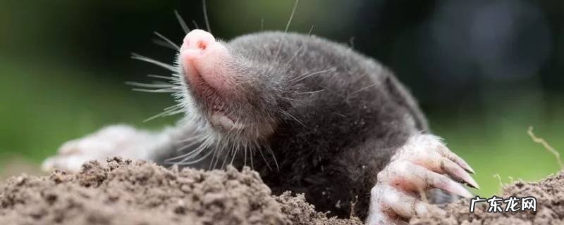 鼹鼠视力多少 鼹鼠视力多少度