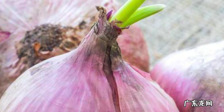 洋葱发芽了是否可以种植 发芽后照样能种植