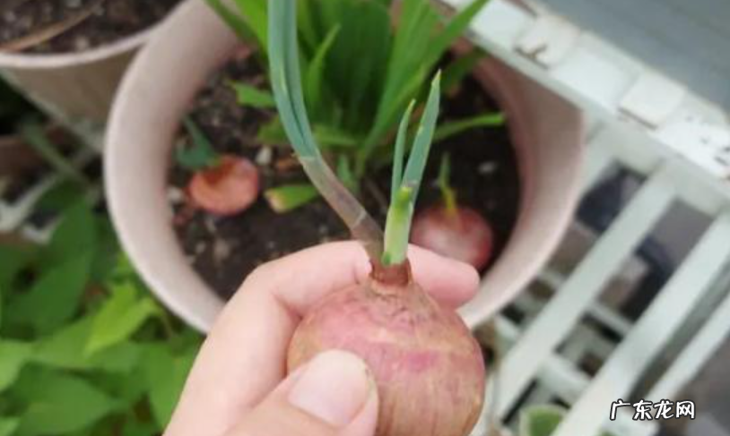 洋葱发芽了是否可以种植 发芽后照样能种植
