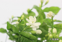 花期的不同阶段 修剪茉莉花需要注意什么