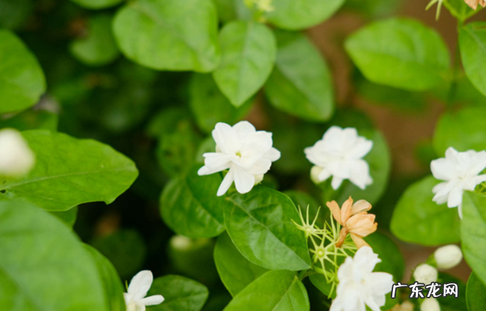 花期的不同阶段 修剪茉莉花需要注意什么