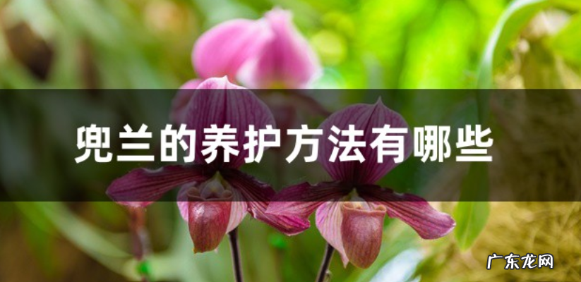 兜兰的养护方法有哪些