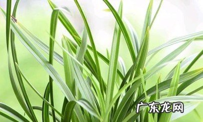 20 ~25℃ 兰花多少度搬进室内