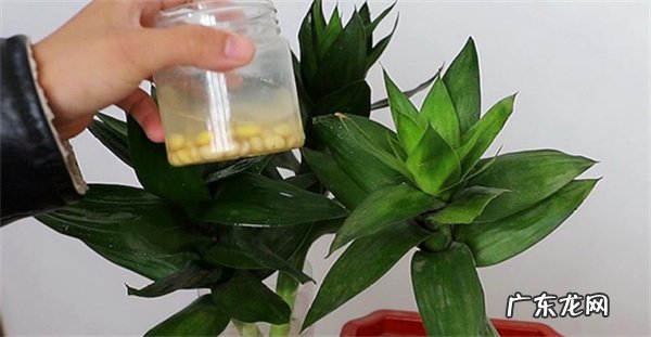 光照,温度,水分,修剪 富贵竹如何进行养护