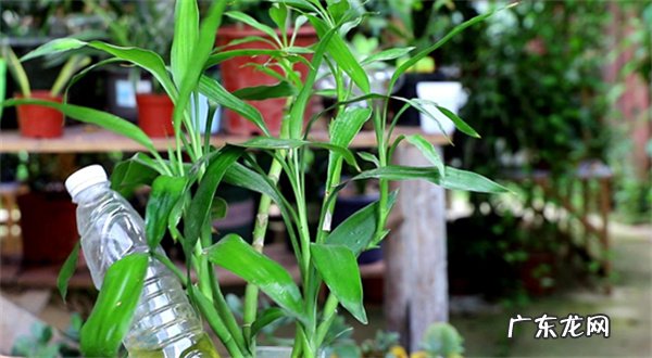 光照,温度,水分,修剪 富贵竹如何进行养护