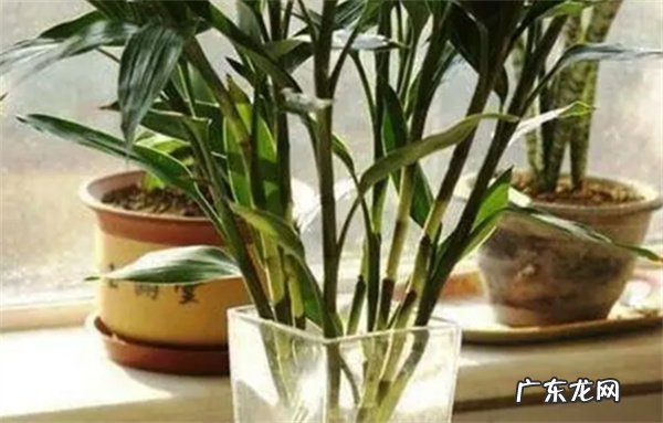 光照,温度,水分,修剪 富贵竹如何进行养护