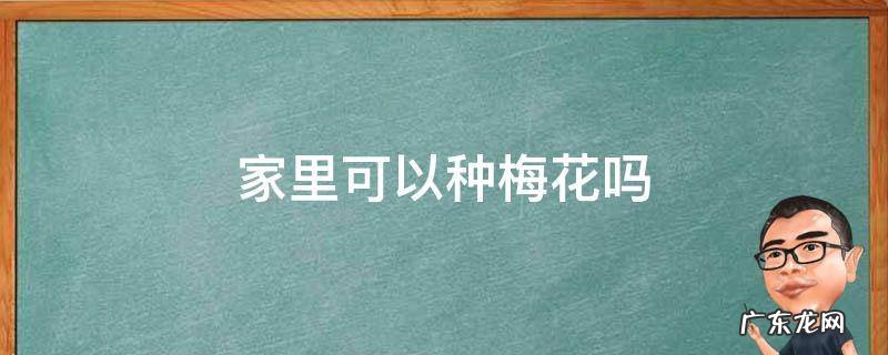 家里可以种梅花吗风水 家里可以种梅花吗