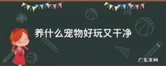 养什么宠物好玩又干净 养什么宠物好玩又干净又没异味