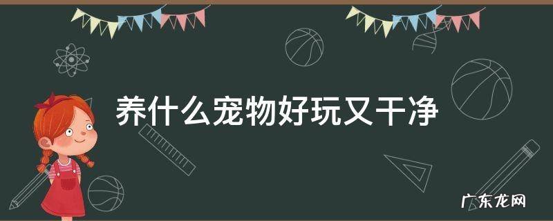 养什么宠物好玩又干净 养什么宠物好玩又干净又没异味
