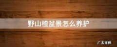野山楂盆栽养护 野山楂盆景怎么养护