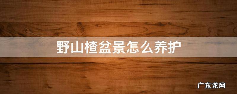 野山楂盆栽养护 野山楂盆景怎么养护