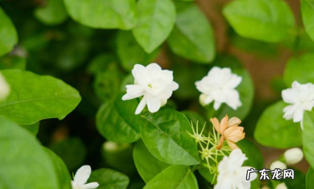 花期的不同阶段 修剪茉莉花要注意什么