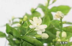 花期的不同阶段 修剪茉莉花要注意什么