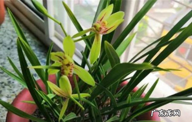 低于10℃ 兰花多少度搬进室内