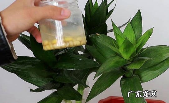 光照,温度,水分,修剪 富贵竹怎么进行养护