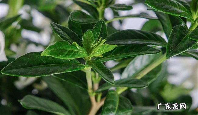 栀子花冬天会冻死吗 注意要保证3-4小时的阳光照射