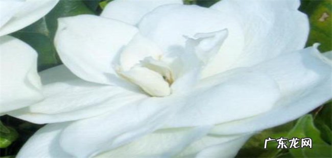 栀子花冬天会冻死吗 注意要保证3-4小时的阳光照射