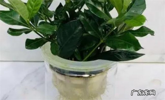 水培栀子花的方法需洗净消毒后再插入水中