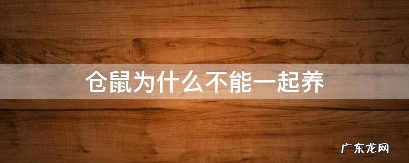 仓鼠为什么不可以一起养 仓鼠为什么不能一起养