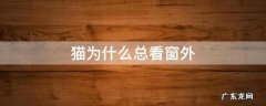 猫总是看窗外 猫为什么总看窗外