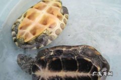 盖过背甲一半 冬天养龟需要多少水