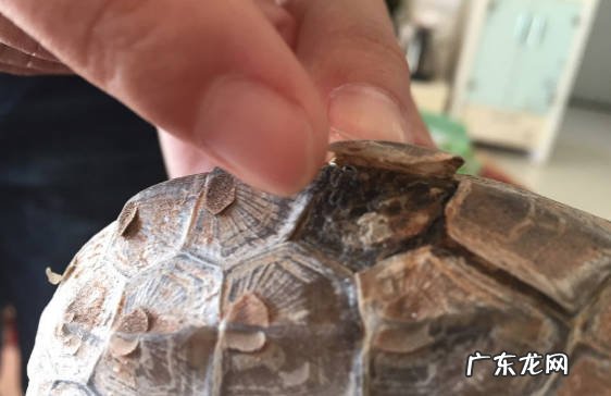 正常 乌龟身上掉皮正常吗