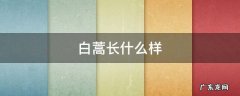 白蒿长什么样 白蒿长什么样怎么吃