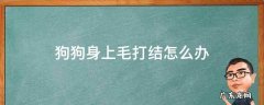 狗狗身上毛打结怎么办 狗狗身上毛打结有什么小妙招