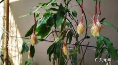 需要 昙花要修枝吗