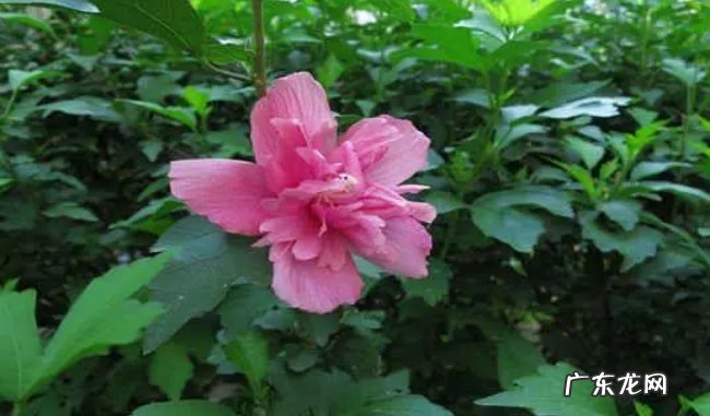 具体方法 木槿花怎么养才能茂盛