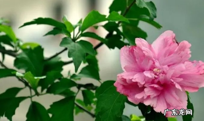 具体方法 木槿花怎么养才能茂盛