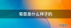 菊苣是什么样子的 菊苣是什么样子的菜