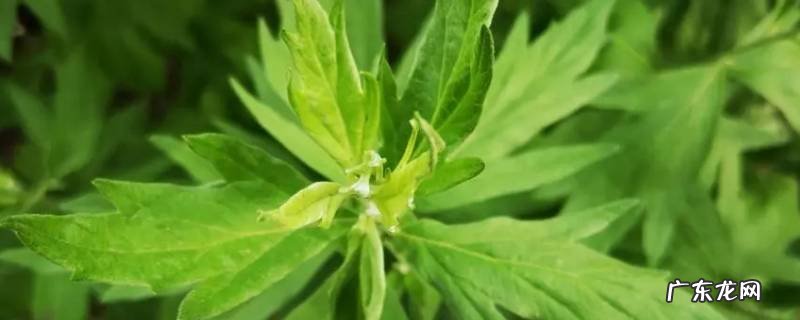 李盛学采的是水蒿还是艾蒿 李盛学学历