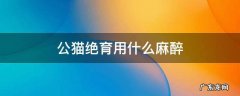 公猫绝育用什么麻醉 公猫绝育可以用局部麻醉吗